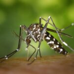 La capacidad de adaptación de los mosquitos sorprende a científicos