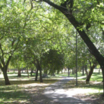 La Plata: Los árboles nacieron de pie