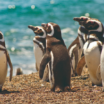 Nuevo streaming del CONICET sobre la vida de los pingüinos de Magallanes