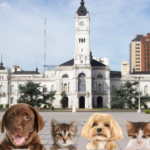 Llega una serie animada que enseña a cuidar a los animales y prevenir las violencias